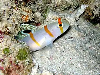 Description de l'image Amblyeleotris randalli.jpg.