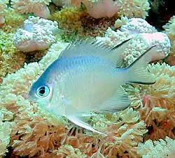 Amblyglyphidodon indicus