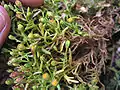 Amblyopappus pusillus