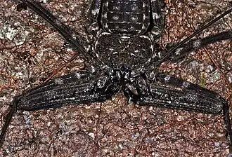 Description de l'image Amblypygid (Damon medius) (7657897938).jpg.