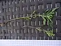 Plantule d'ambroisie tardive de deux semaines fleurie vers le 15 août.