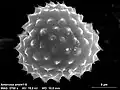 Grain de pollen au microscope électronique à balayage.