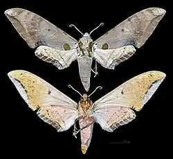 Ambulyx kuangtungensis