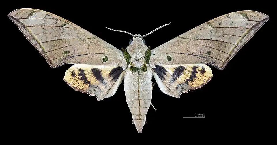 Face dorsale du mâle (coll. MHNT)