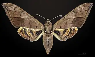Face dorsale de la femelle MHNT