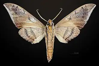 Revers du mâle MHNT