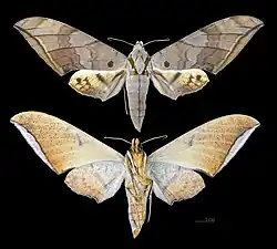 Ambulyx substrigilis