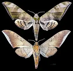 Ambulyx tattina