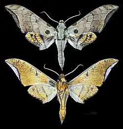 Ambulyx wilemani