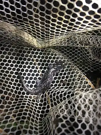 Description de l'image Ambystoma mabeei imported from iNaturalist photo 31174449 on 24 January 2020.jpg.