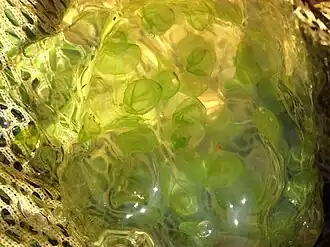 Description de l'image Ambystoma maculatum egg mass UMFS 2014 2.jpg.