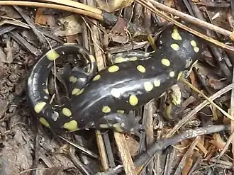 Description de l'image Ambystoma rosaceum.jpg.