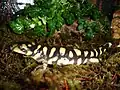 Salamandre tigrée (Ambystoma tigrinum)