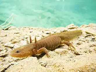 Description de l'image Ambystoma velasci.jpg.
