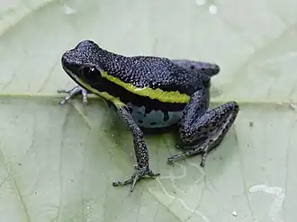 Description de l'image Ameerega pongoensis.jpg.
