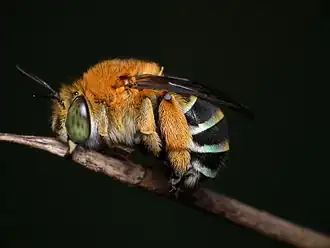 Description de l'image Amegilla cingulata 4.jpg.