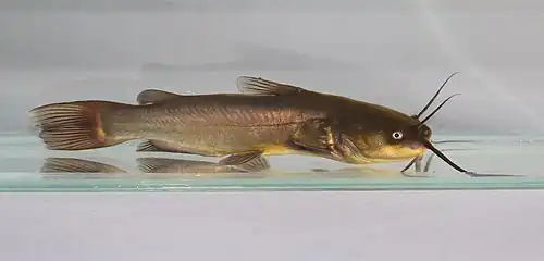 Poisson-chat