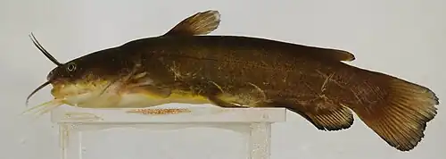 Ameiurus  natalis.