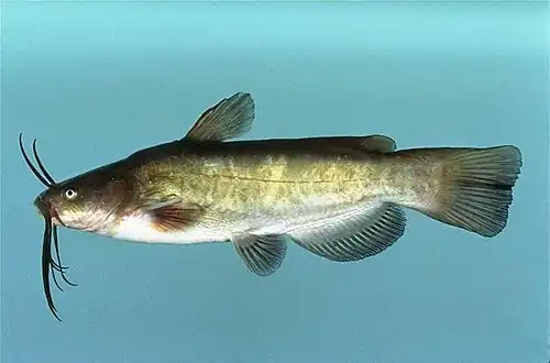 Ameiurus nebulosus.