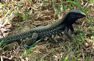 Description de l'image Ameiva atrigularis.jpg.