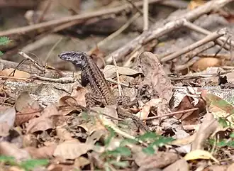 Description de l'image Ameiva fuliginosa.jpg.
