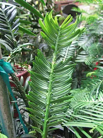 Description de l'image Amentotaxus argotaenia 2.JPG.