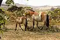 Equus neogeus&nbsp;(en)