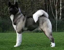 Akita américain.