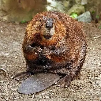Un castor assis avec sa queue à plat entre les pattes.