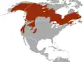 Aire de répartition de la Martre d'Amérique