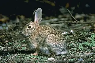 Lapin gris chiné de beige à grandes oreilles, yeux noirs et queue blanche en dessous