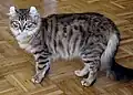 American curl, médioligne semi-étranger