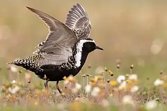 Pluvier bronzé en plumage nuptial écartant les ailes, montrant des plumes gris-brunes.