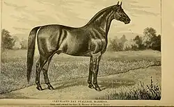 Gravure représentant un cheval nu de profil dans un paysage de campagne.