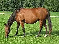 Photographie d'un cheval roux et noir