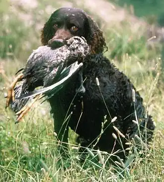 Chien d'eau américain.