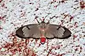 Amerila omissa(Arctiinae, Amerilini)