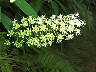 Description de l'image Amianthium muscitoxicum (homeredwardprice) 004.jpg.
