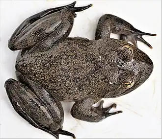 Description de l'image Amietia vertebralis.jpg.