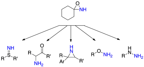 Réactions d'amination avec des oxaziridines.