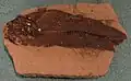 Fossile d’Amiopsis dolloi.