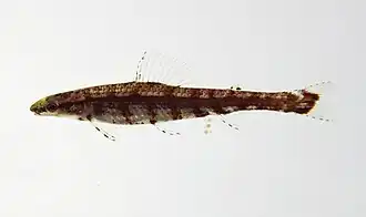 Ammocryptocharax sp