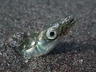 Ammodytes hexapterus (Ammodytidae).