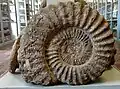 Ammonite du stratotype sinémurien, musée de Semur-en-Auxois.