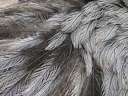 Plumage.