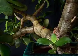 Détail des branches.