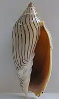 Amoria ellioti.