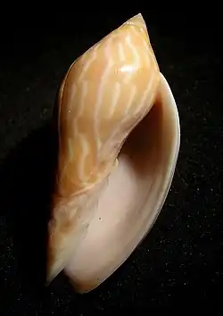 Amoria guttata.