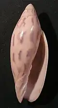 Amoria maculata.