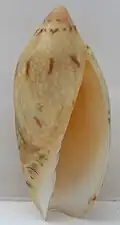 Amoria praetexta.